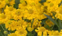 Helenium x cult.'Double Trouble' -R-