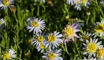 Kalimeris pinnatifida var. hortensis