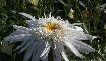Leucanthemum x superbum 'Christine Hagemann'
