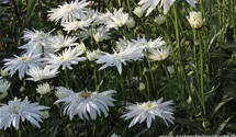 Leucanthemum x superbum 'Christine Hagemann'