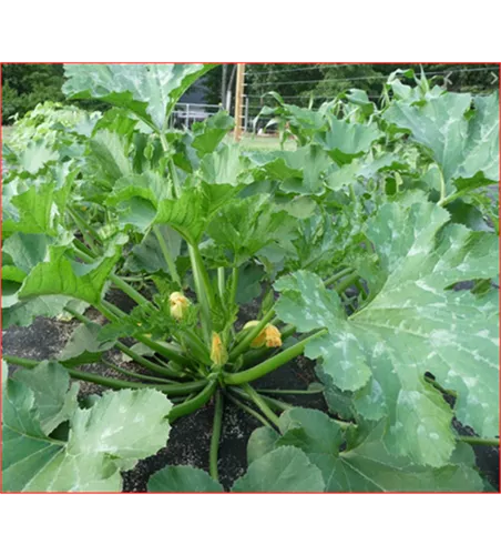 Cucurbita pepo subsp. pepo convar. giromontiina 'Easy Pick Green'