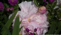 Pfingstrose