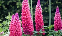 Lupinus polyphyllus 'Towering Inferno'®