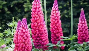 Lupinus polyphyllus 'Towering Inferno'®