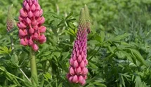Lupinus polyphyllus 'Towering Inferno'®