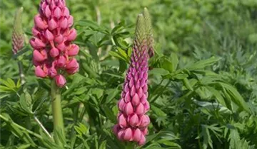 Lupinus polyphyllus 'Towering Inferno'®