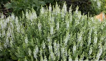 Salvia nemorosa 'Schneehügel'