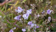 Linaria anticaria 'Antique Silver'