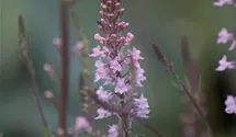 Linaria anticaria 'Antique Silver'