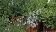 Linaria anticaria 'Antique Silver'