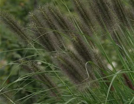 Garten-Federborstengras