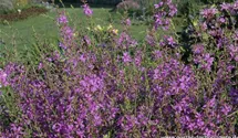 Lythrum virgatum 'Swirl'