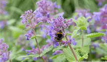 Nepeta racemosa 'Odeur Citron'