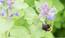 Nepeta racemosa 'Odeur Citron'