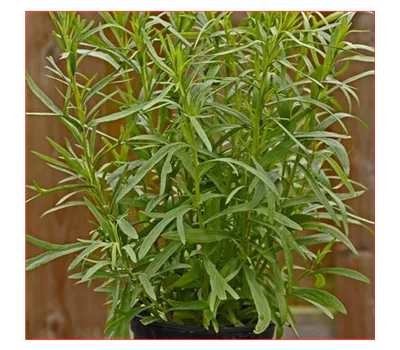 Französischer Estragon 'Pfefferkorn'