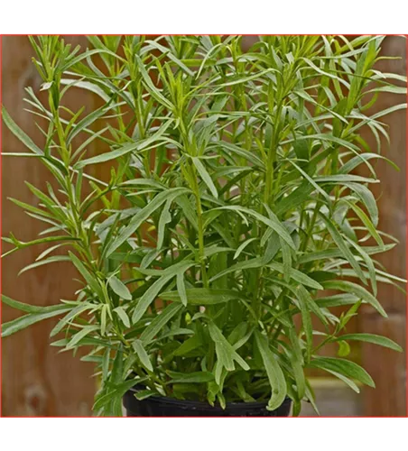 Französischer Estragon 'Pfefferkorn'