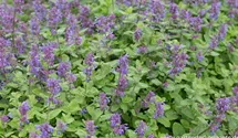 Nepeta racemosa 'Odeur Citron'