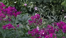 Phlox paniculata 'Raving Beauty'