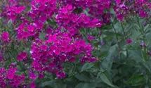 Phlox paniculata 'Raving Beauty'
