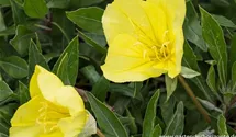 Oenothera macrocarpa (missouriensis)