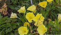 Oenothera macrocarpa (missouriensis)