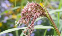 Miscanthus sinensis 'Zwergelefant'