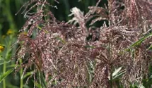 Miscanthus sinensis 'Zwergelefant'