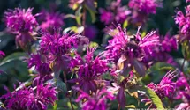 Monarda x cult.'On Parade'