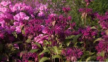 Monarda x cult.'On Parade'