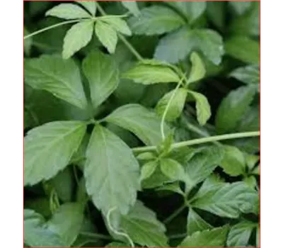 Gynostemma pentaphyllum