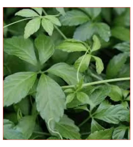 Gynostemma pentaphyllum