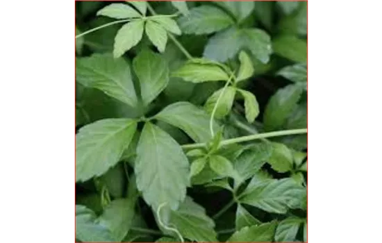Gynostemma pentaphyllum