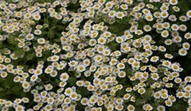 Tanacetum parthenium