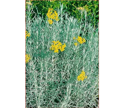 Helichrysum italicum 'Curryfreude'
