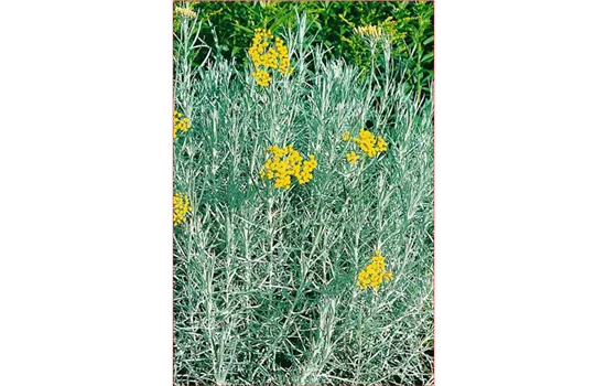 Helichrysum italicum 'Curryfreude'