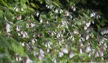 Symphytum grandiflorum 'Hidcote Blue'