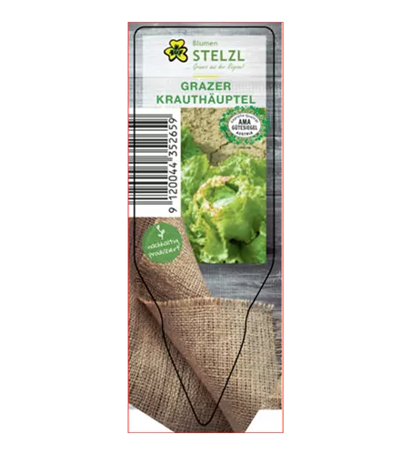 Lactuca sativa var. capitata 'Grazer Krauthäuptel'