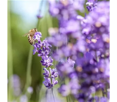Lavendel essence purple