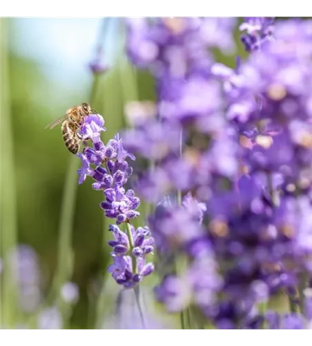 Lavendel essence purple