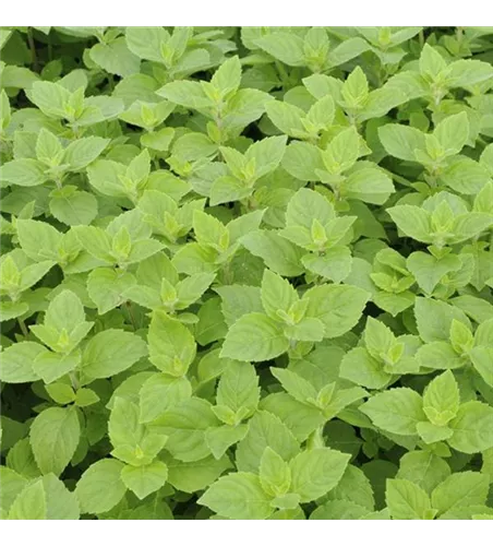 Mentha x piperita Chocolate Mint