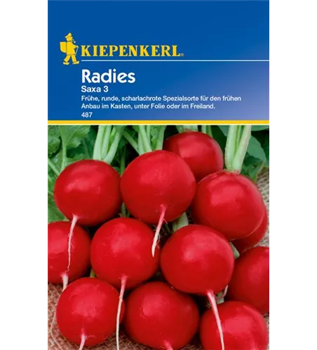 Radieschen 'Saxa 3'
