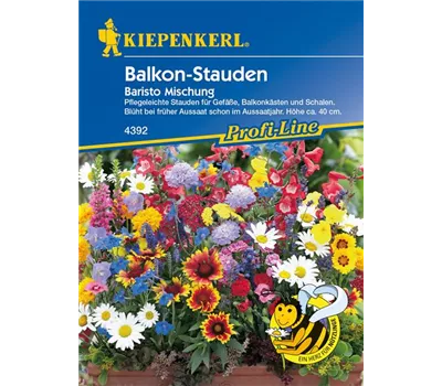 Balkonstauden 'Baristo'