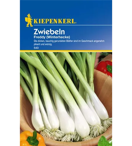 Winterzwiebel 'Freddy'