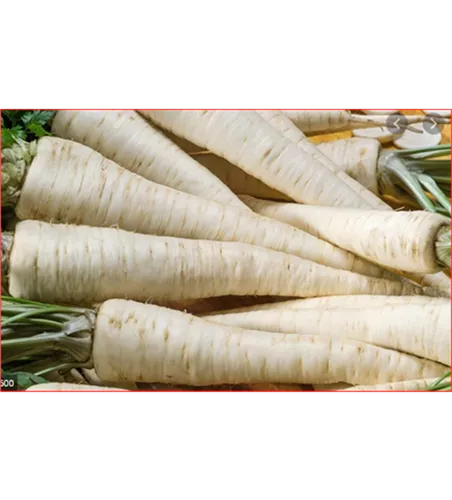 Petroselinum crispum subsp. tuberosum