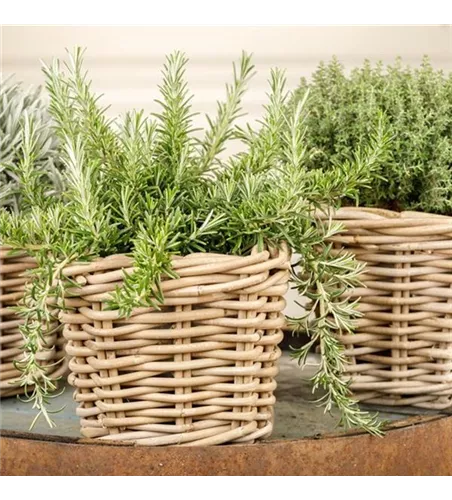 Rosmarinus officinalis