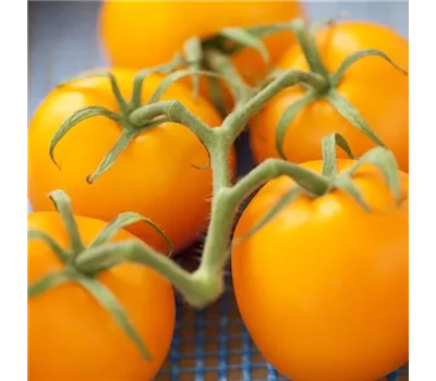 Solanum lycopersicum gelb