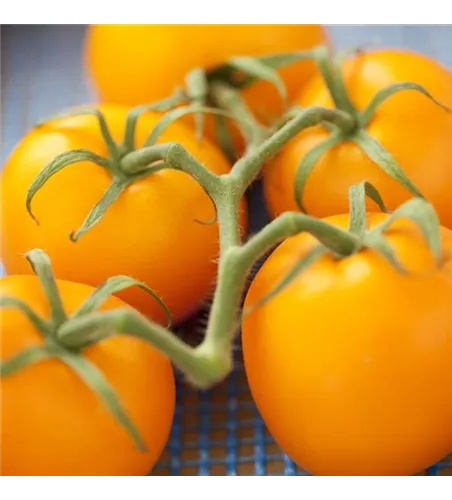 Solanum lycopersicum gelb