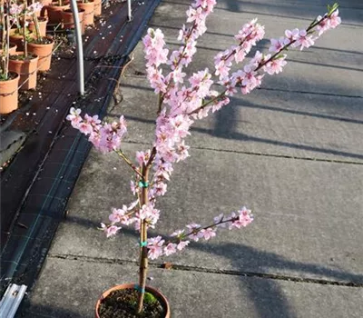 Balkon-Nektarine 'Fruit Me® Necta Me'