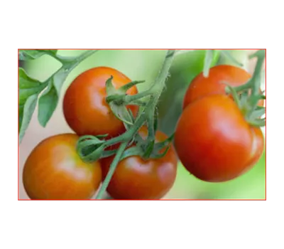 Solanum lycopersicum 'Kremser Perle'