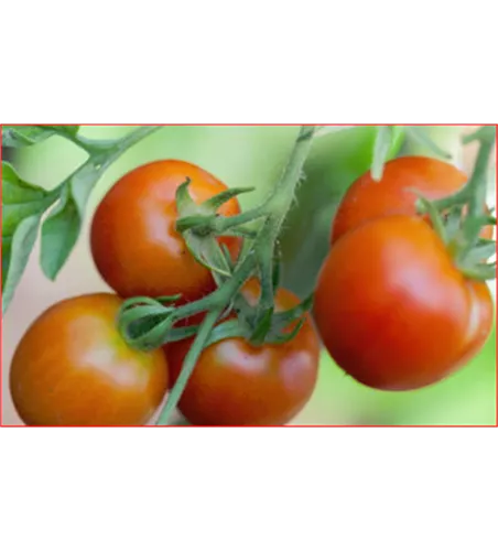 Solanum lycopersicum 'Kremser Perle'